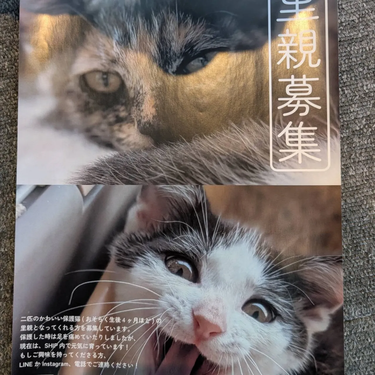 かわええ〜子猫🐱の